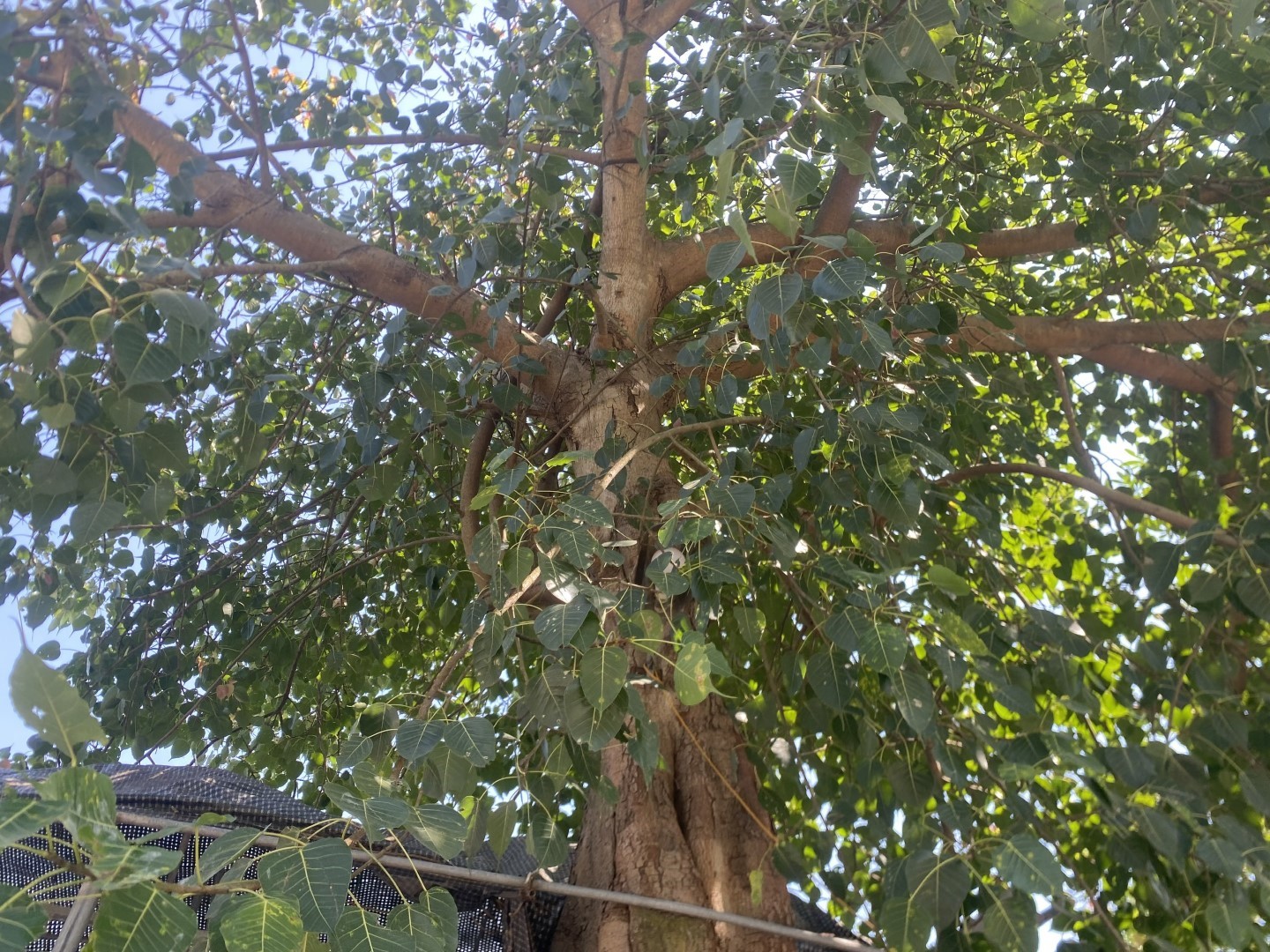 z5496923217563_cdb13c777708c2100eea0ac1626680ea